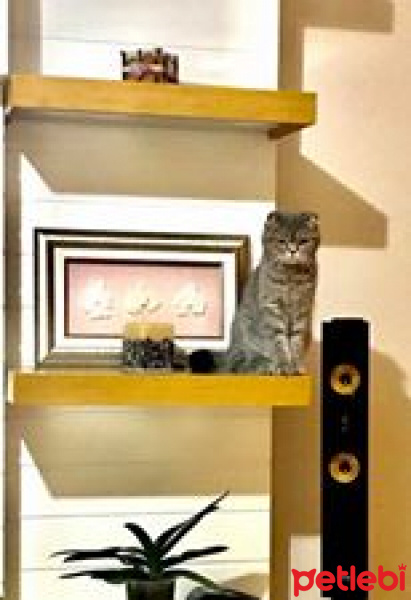 Scottish Fold, Kedi  ponçk fotoğrafı