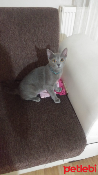 Mavi Rus, Kedi  Şila fotoğrafı