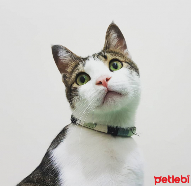 Tekir Kedi, Kedi  Necati Ferit fotoğrafı