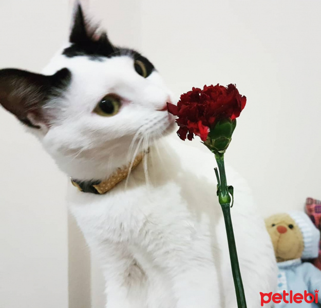 Tekir Kedi, Kedi  Fıstık fotoğrafı