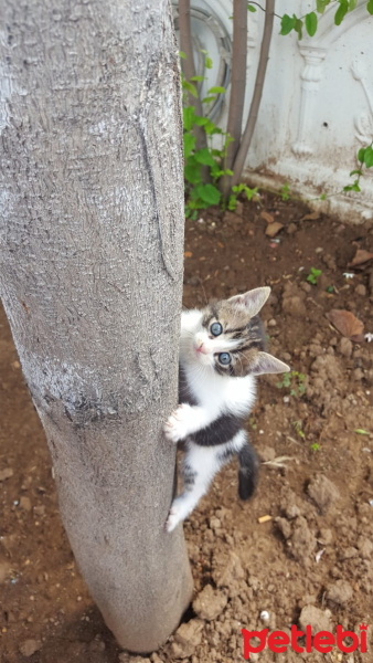 Tekir Kedi, Kedi  Küçük minikler acil yuva arıyor. fotoğrafı