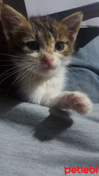 Tekir Kedi, Kedi  Küçük minikler acil yuva arıyor. fotoğrafı