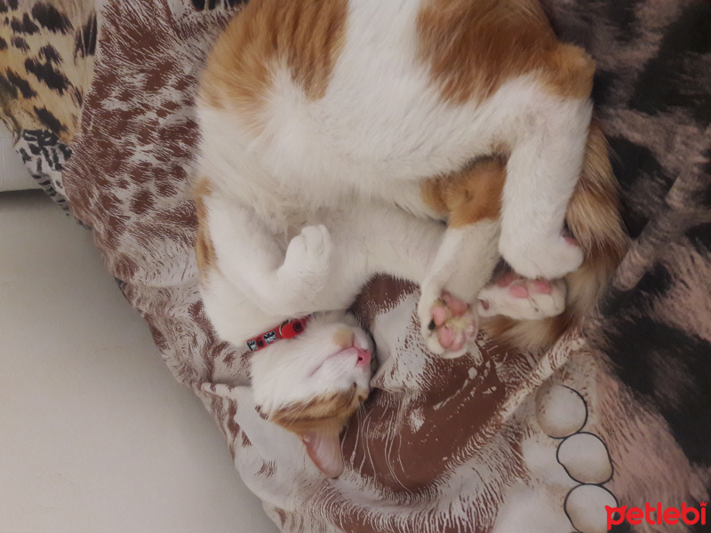 Tekir Kedi, Kedi  kamil fotoğrafı