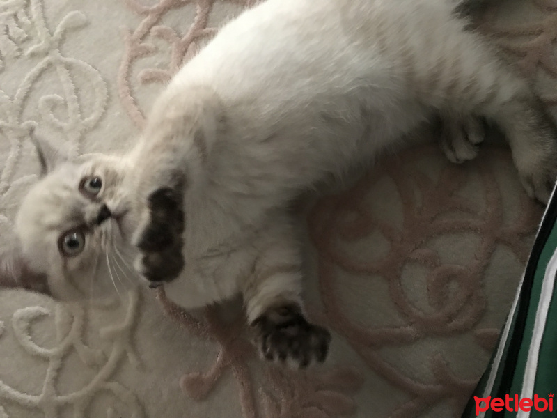 Scottish Fold, Kedi  Ozi fotoğrafı