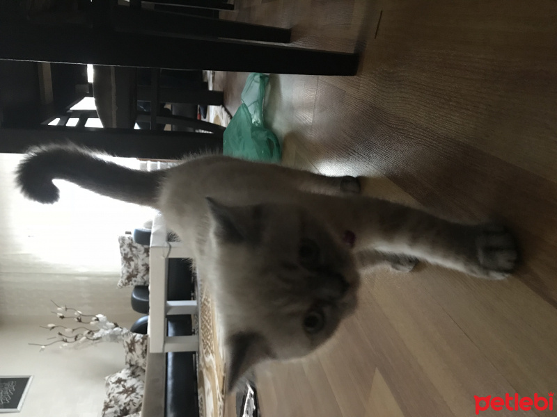 Scottish Fold, Kedi  Ozi fotoğrafı