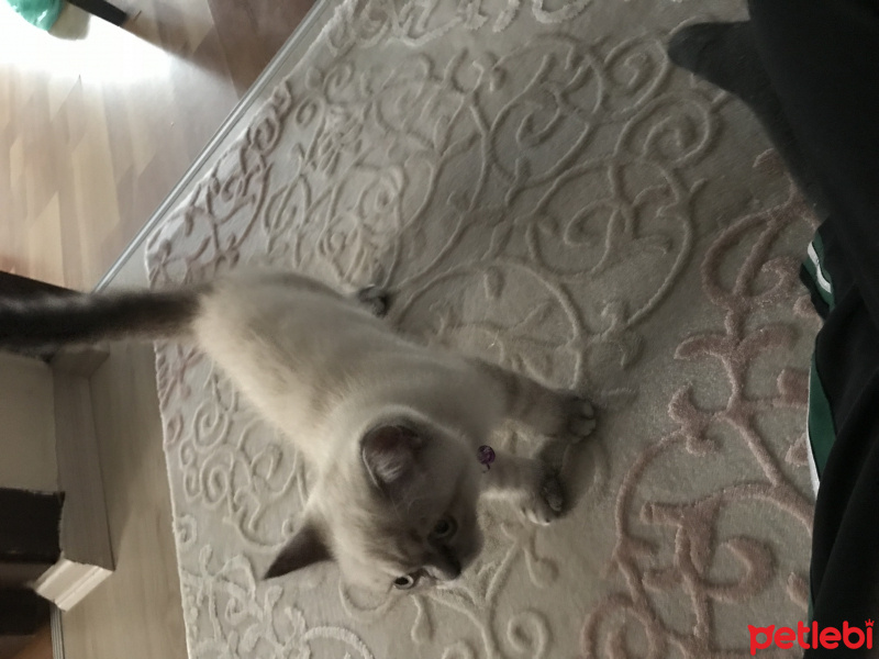 Scottish Fold, Kedi  Ozi fotoğrafı