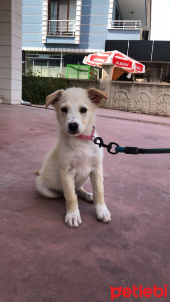 Golden Retriever, Köpek  Midye fotoğrafı