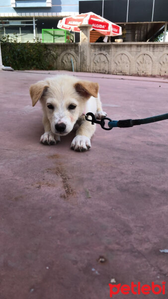 Golden Retriever, Köpek  Midye fotoğrafı