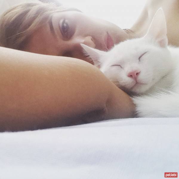 Van Kedisi, Kedi  eolo fotoğrafı