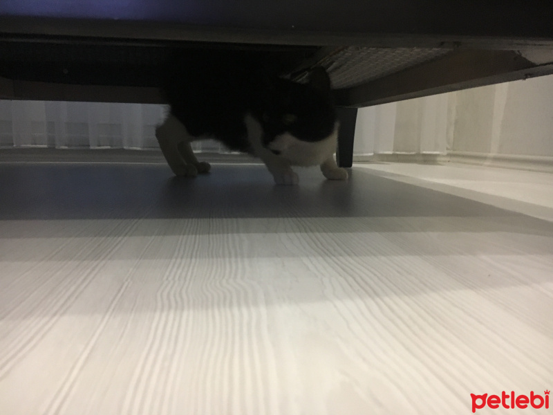 Soke, Kedi  Roi fotoğrafı