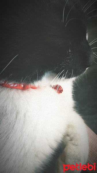 Soke, Kedi  Roi fotoğrafı