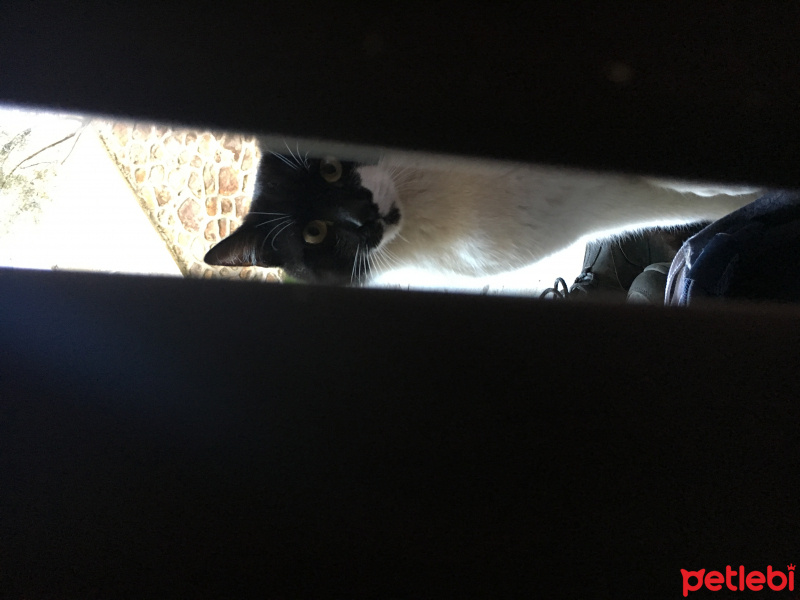Soke, Kedi  Roi fotoğrafı