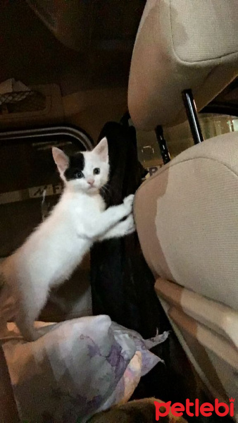 Tekir Kedi, Kedi  Korsan fotoğrafı