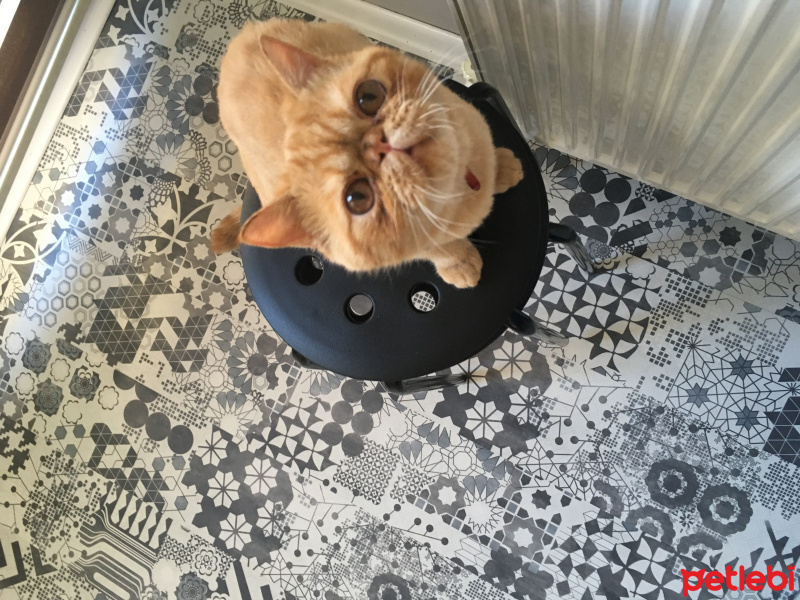 Exotic Shorthair, Kedi  Bal fotoğrafı