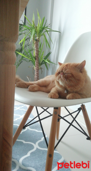 Exotic Shorthair, Kedi  Bal fotoğrafı