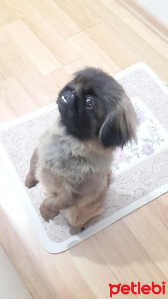 Pekingese, Köpek  çaki fotoğrafı