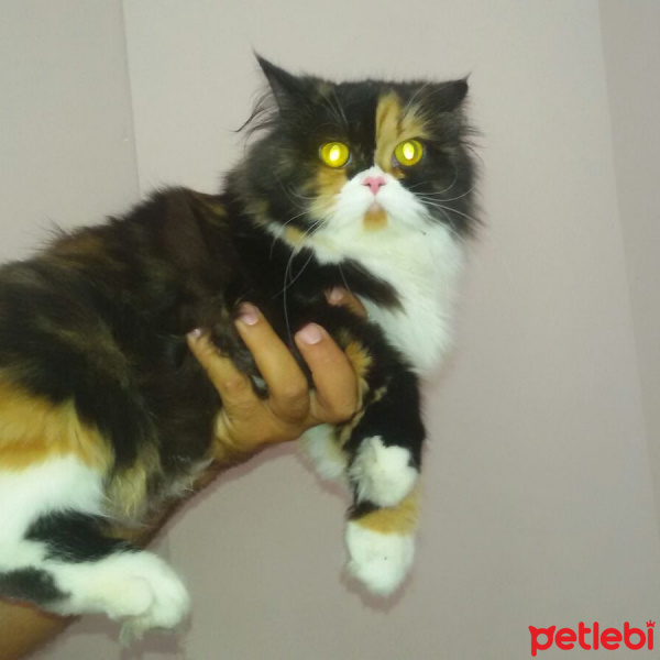 İran Kedisi (Persian), Kedi  Melis fotoğrafı