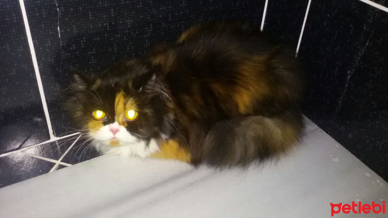 İran Kedisi (Persian), Kedi  Melis fotoğrafı