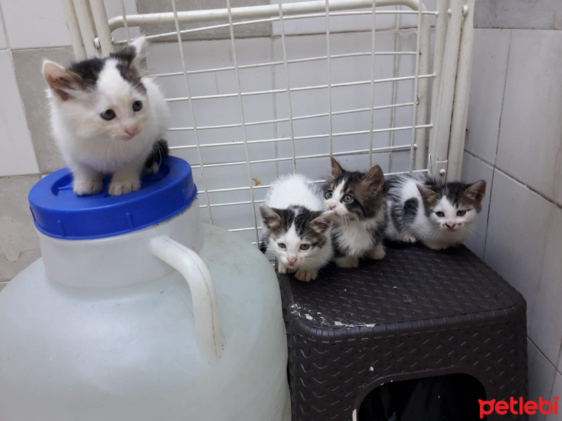 Tekir Kedi, Kedi  Minik yavrular fotoğrafı