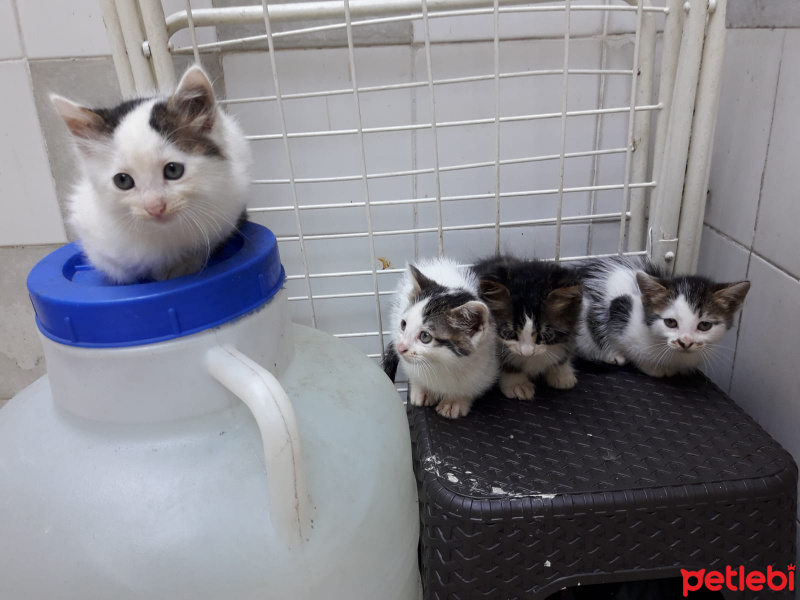 Tekir Kedi, Kedi  Minik yavrular fotoğrafı