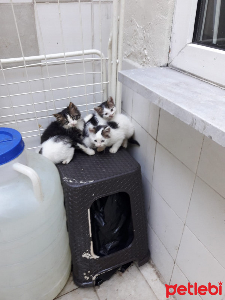 Tekir Kedi, Kedi  Minik yavrular fotoğrafı