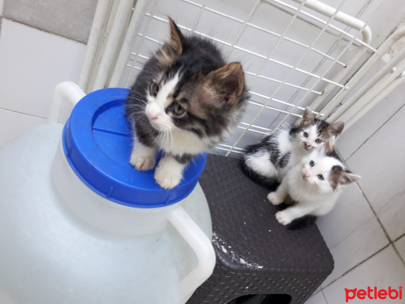 Tekir Kedi, Kedi  Minik yavrular fotoğrafı