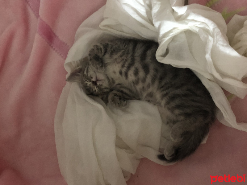 British Shorthair, Kedi  Oscar fotoğrafı