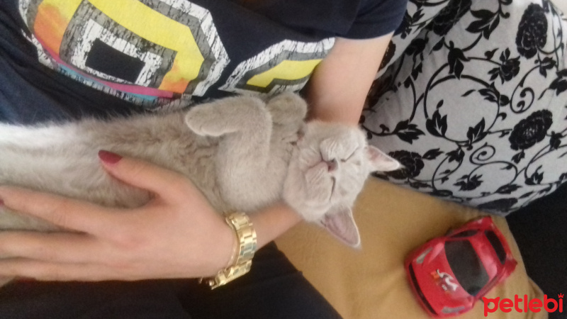 British Shorthair, Kedi  Layla fotoğrafı