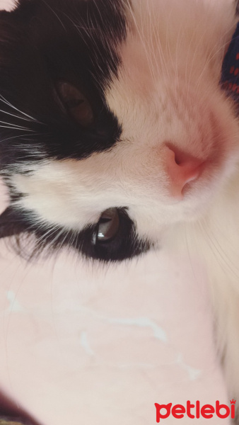 Tuxedo (Smokin) Kedi, Kedi  Bal fotoğrafı