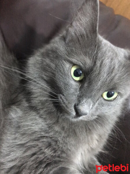 Nebelung, Kedi  Müstesna fotoğrafı