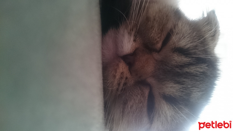Scottish Fold, Kedi  İrmik fotoğrafı