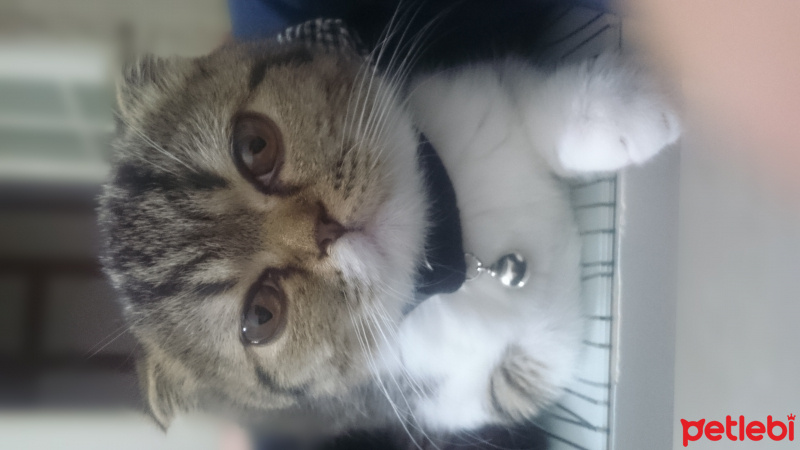 Scottish Fold, Kedi  İrmik fotoğrafı