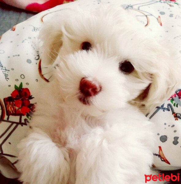 Maltese, Köpek  dusty fotoğrafı