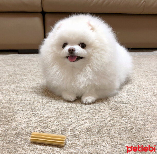 Pomeranyalı, Köpek  Lola fotoğrafı