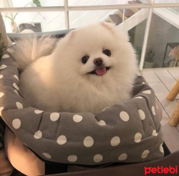 Pomeranyalı, Köpek  Lola fotoğrafı