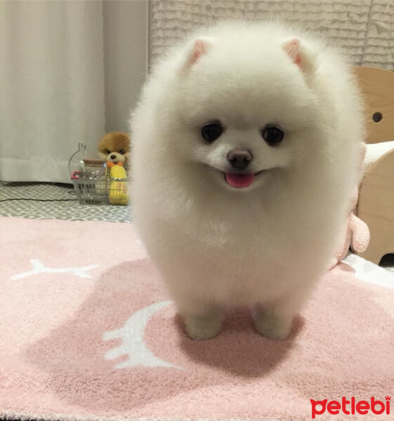 Pomeranyalı, Köpek  Lola fotoğrafı