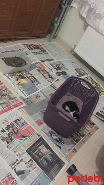 Tekir Kedi, Kedi  Darwin fotoğrafı