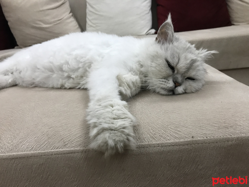 İran Kedisi (Persian), Kedi  Şila fotoğrafı