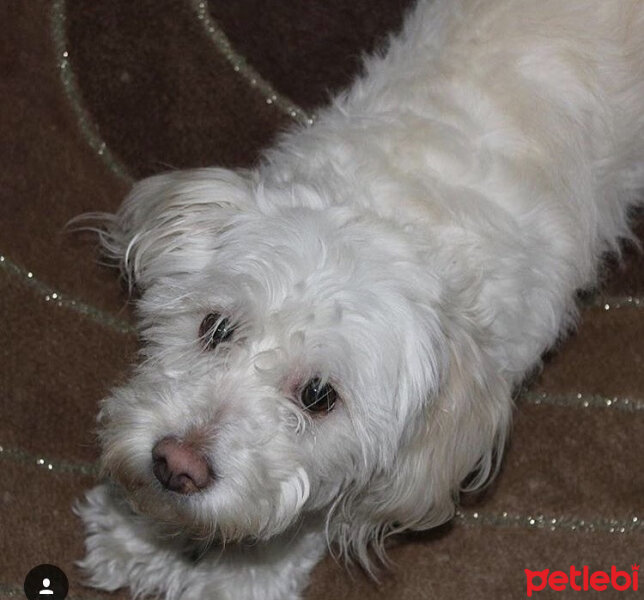 Maltese, Köpek  Lady fotoğrafı