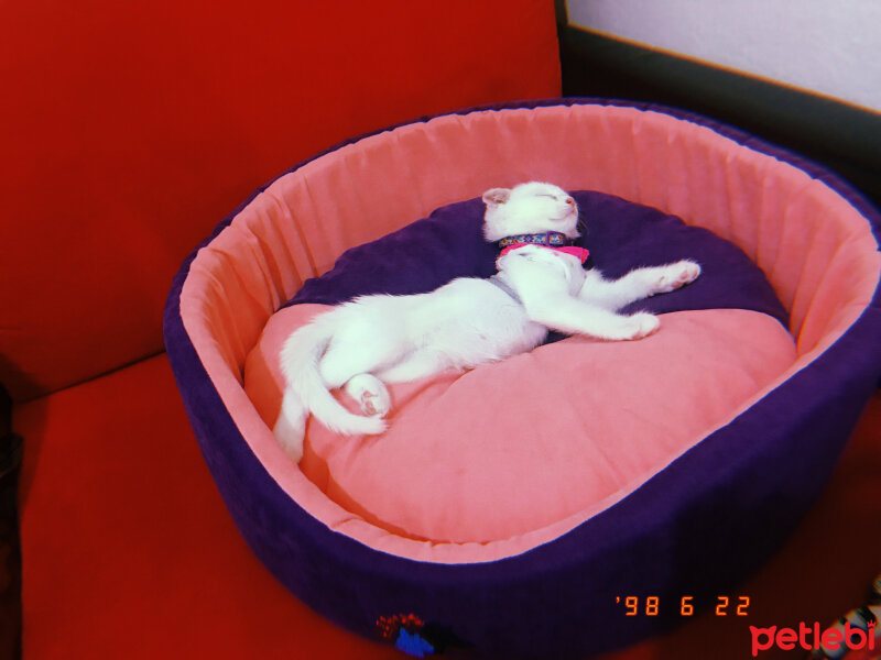 Scottish Fold, Kedi  Huzur fotoğrafı