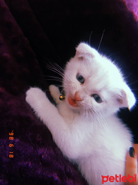 Scottish Fold, Kedi  Huzur fotoğrafı