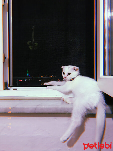 Scottish Fold, Kedi  Huzur fotoğrafı