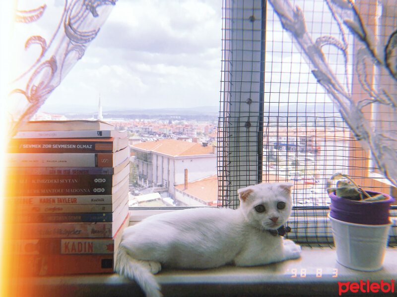 Scottish Fold, Kedi  Huzur fotoğrafı