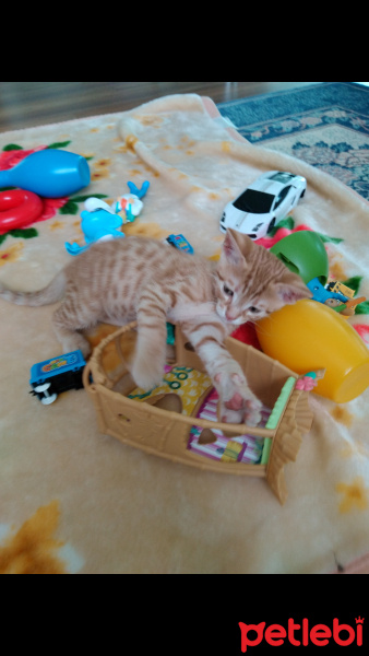 Tekir Kedi, Kedi  Mars fotoğrafı
