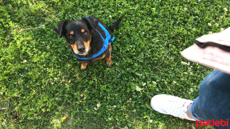 Minyatür Pinscher, Köpek  Safari fotoğrafı