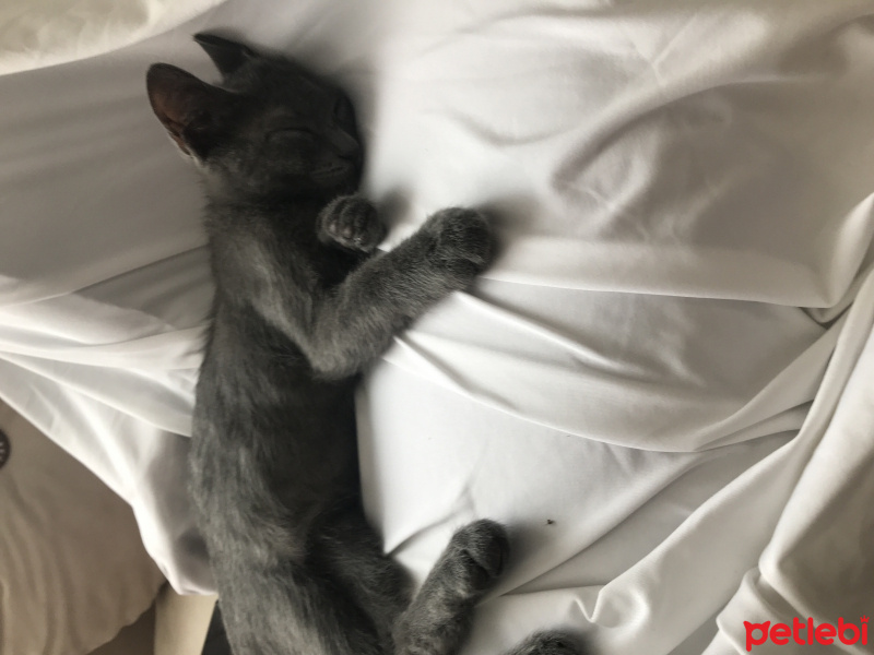 Mavi Rus, Kedi  No name fotoğrafı