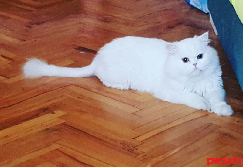 Chinchilla, Kedi  BULUT fotoğrafı
