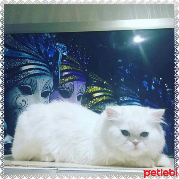 Chinchilla, Kedi  BULUT fotoğrafı