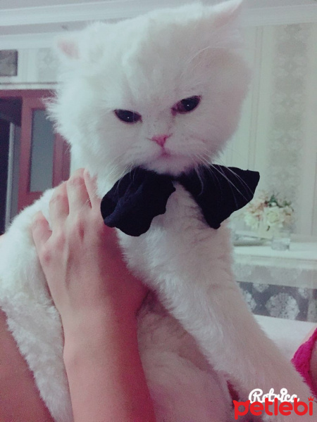 Chinchilla, Kedi  BULUT fotoğrafı