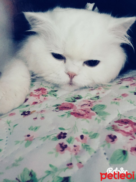 Chinchilla, Kedi  BULUT fotoğrafı
